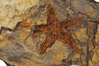 Asteriodea sp